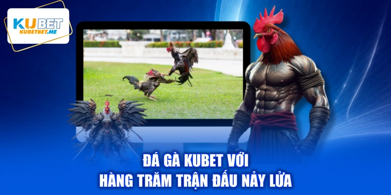 Đá gà KUBET với hàng trăm trận đấu nảy lửa